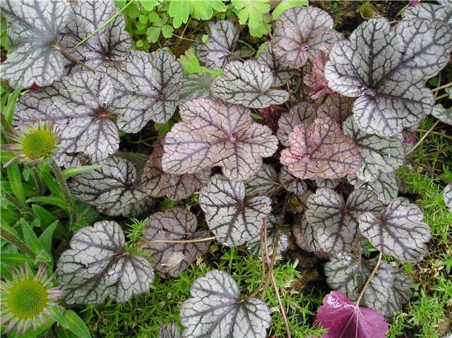 Heuchera - koraljna zvončika